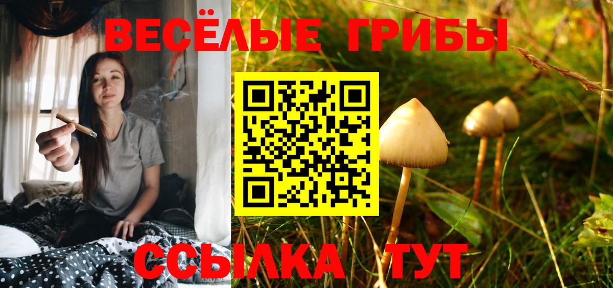 Галлюциногенные грибы Psilocybine cubensis Шадринск